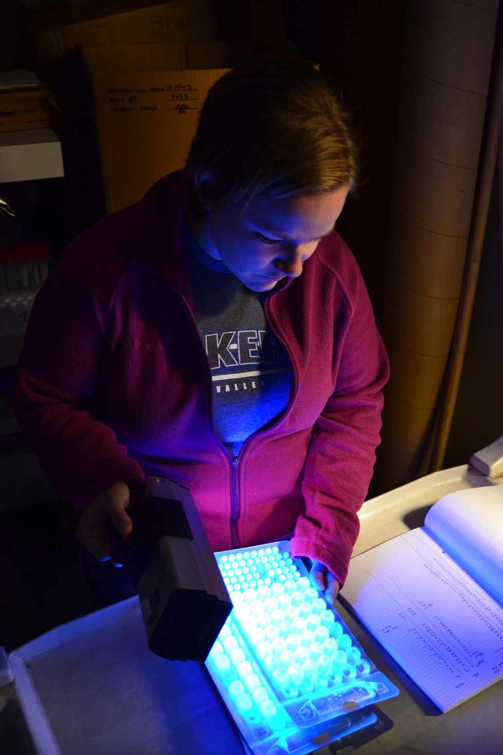 Reading an E. coli plate